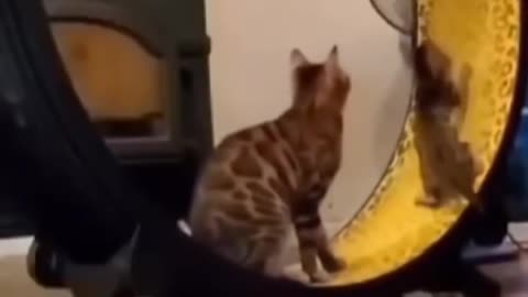 Funny Cat Enjoying Wheel