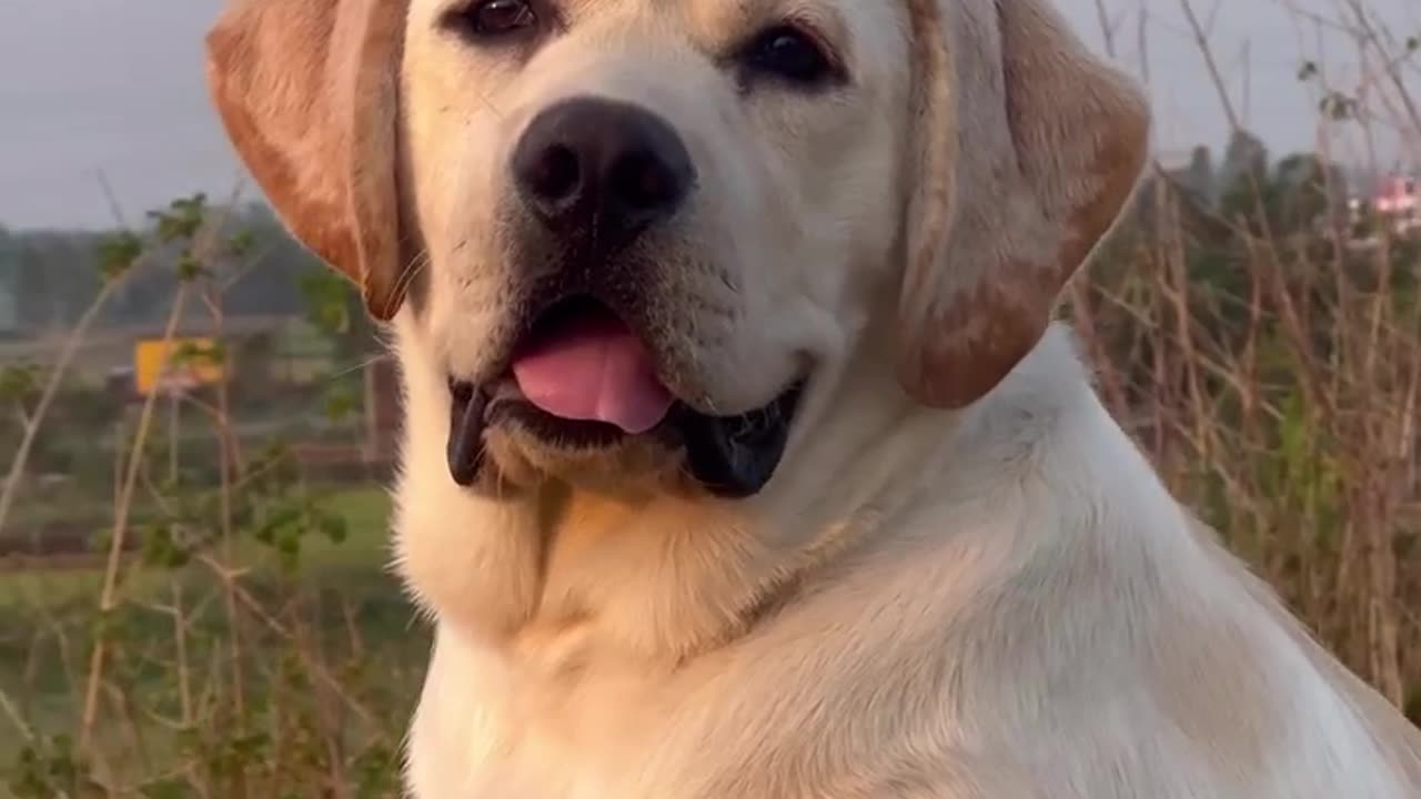 Funny dog and pets video