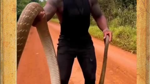 Snake