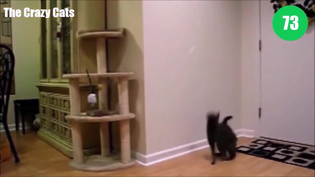 Top 100 Crazy Cat videos of 2022