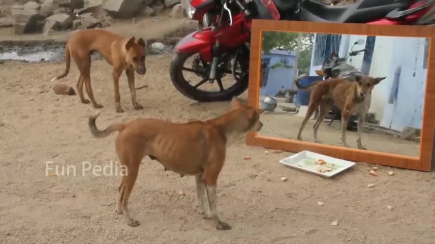 Mirror prank for dog video