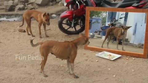 Mirror prank for dog video