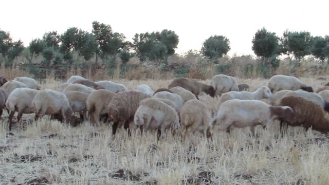 Sheep raising in order to secure the meat