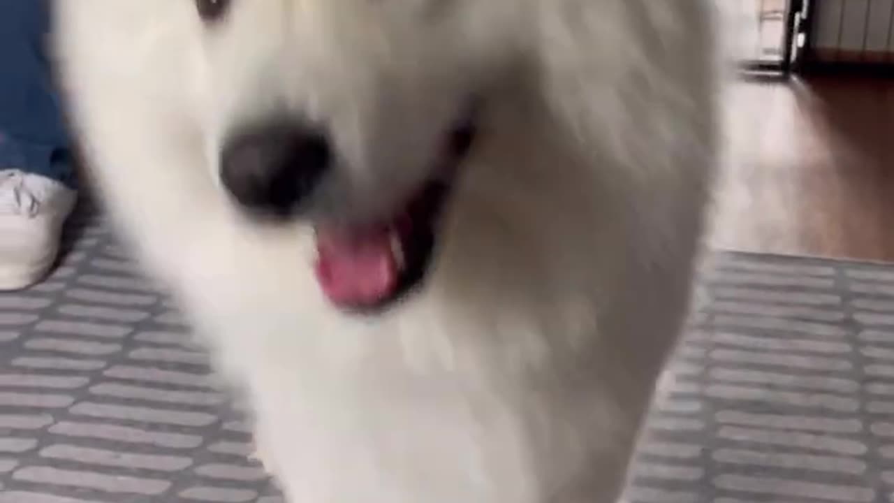 my dogs CORE MEMORY of becoming a big sister
