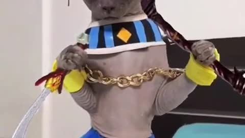 Cat dresses as egyptian