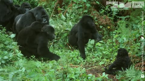 CANT MOVE SEE TOTAL EXXLENT Will Robot Spy Gorilla Be Welcomed By The Great Silverback?