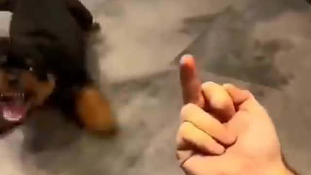 Rottweiler dog funny video ❤️