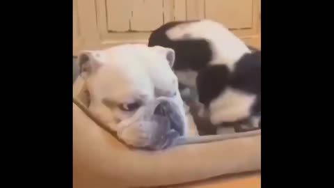 humorous dog and cat videos