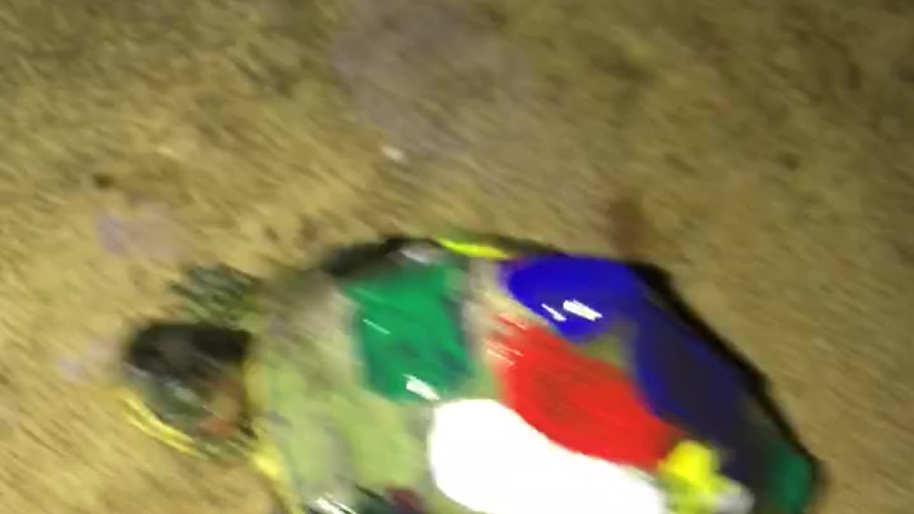 I FOUND A COLORFULL TURTLE IN MY HOME 🐢