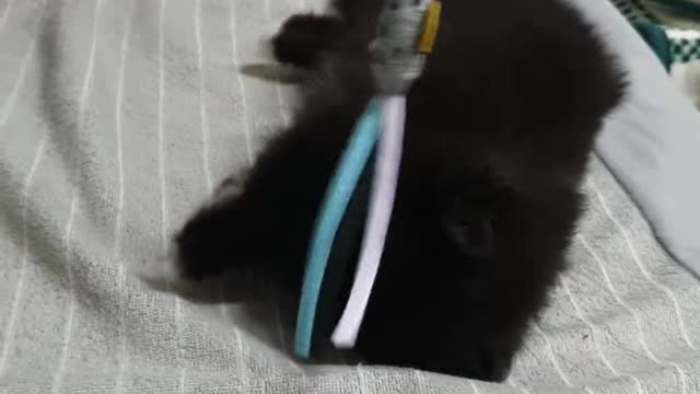 Baby Puppy Stick Play