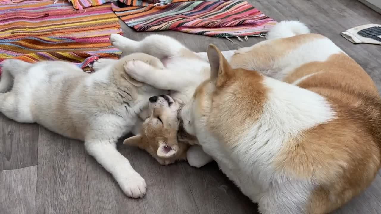 Akita pups snarling love