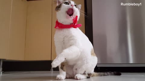 World wide funny cats🐶🐶😋😋most funny video 2023