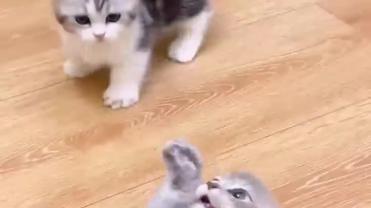 Cheerful Kitten Moments! 🐱💕 | Adorable Cat Playtime