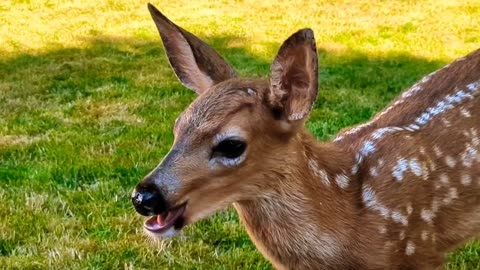 Deer Mom & Baby Fun