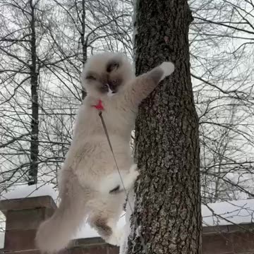 Cute cat trying to escape snow in Moscow ? 😂