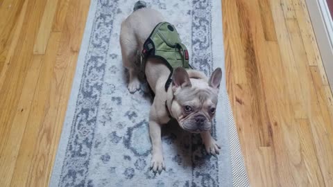 Frenchie - King Louis ready to go to the park