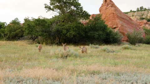 Deer at South Valley Park