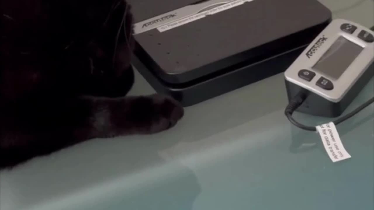Adopting a Cat from a Shelter Vlog - Cute Precious Piper is in Charge of the Postage Scale #shorts