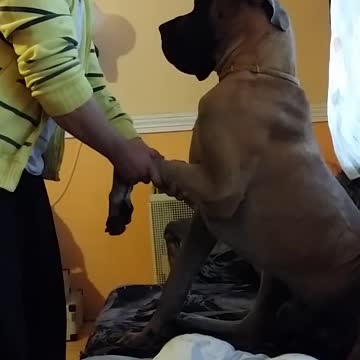 Gran Danés consentido disfruta de un masaje relajante