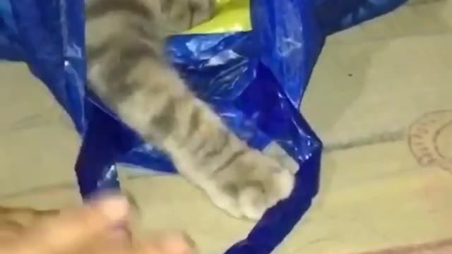 Haha cats funny and cute