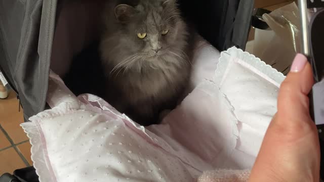 Cute Cat Hangs Out in Baby Stroller