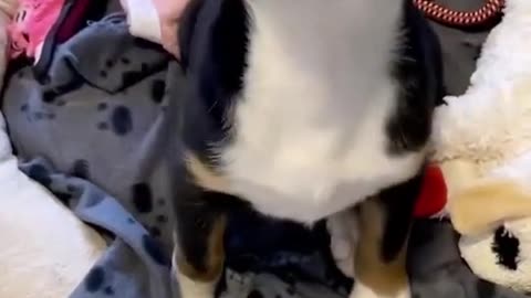 Baby dog #cute puppy barking #4kviral #shorts