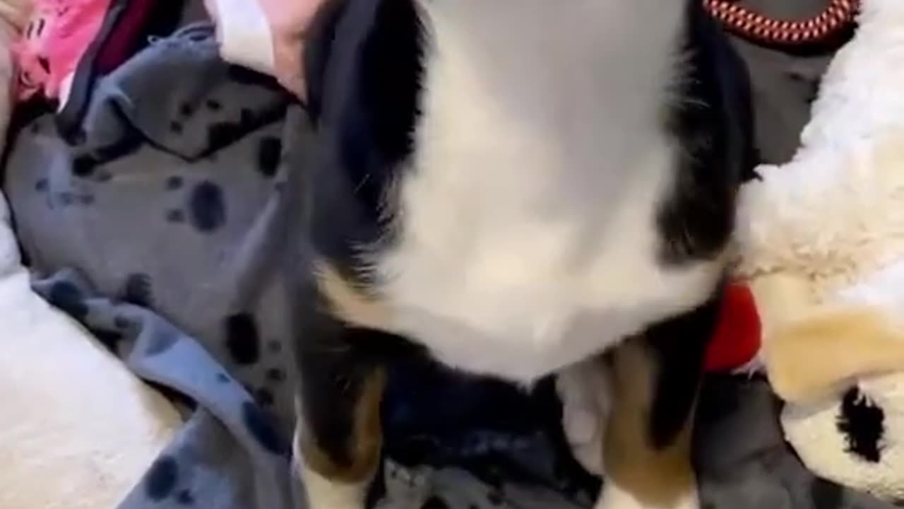 Baby dog #cute puppy barking #4kviral #shorts