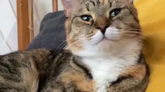 # cat # catsoftiktok #