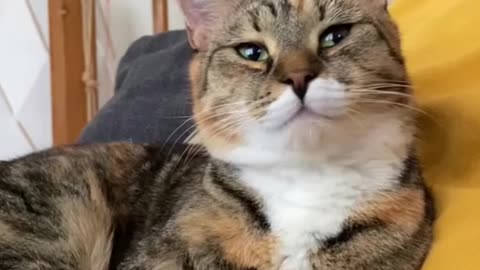 # cat # catsoftiktok #