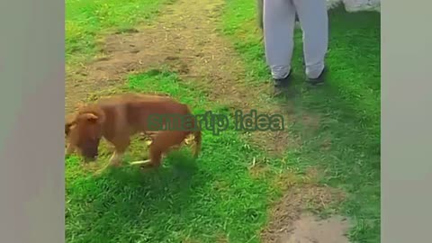 Funny animals - Funny cats / dogs - Funny animal videos