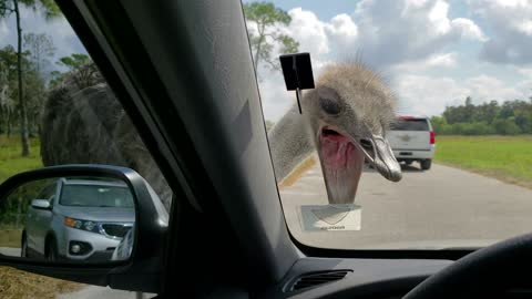 This Ostrich Tries To Eat My Car Windshield!