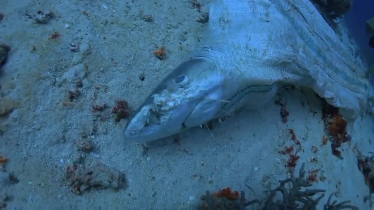 We need to stop plastic pollution in our ocean