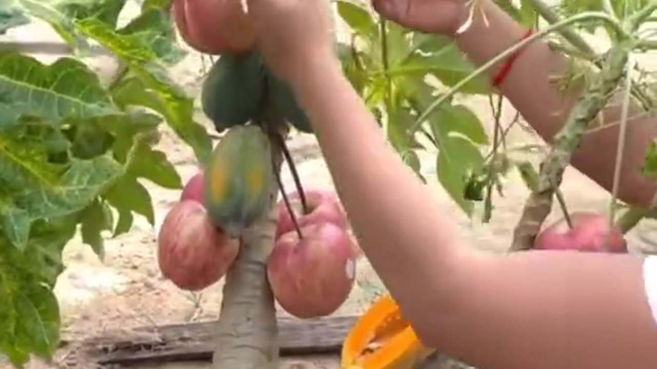 Apple fruits