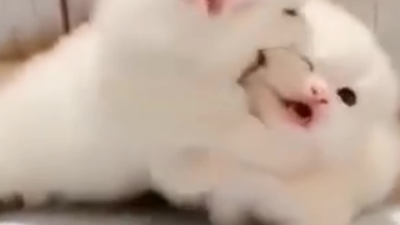 Pets fun