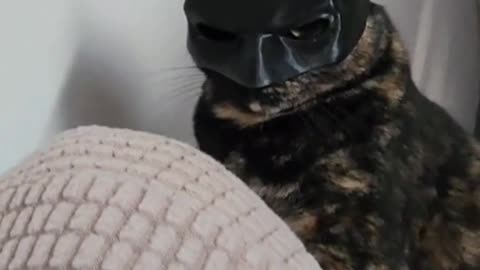 Catman 🦇😃