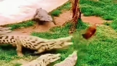 Funny crocodiles 😂😂