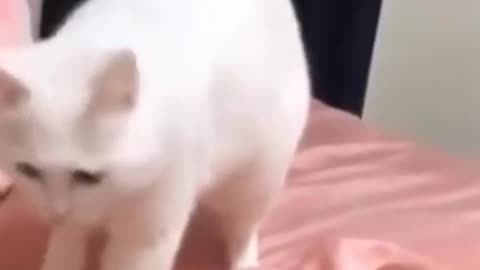 cute cat dance on beat