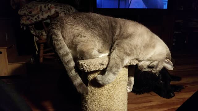 Angel - Tail Play Time