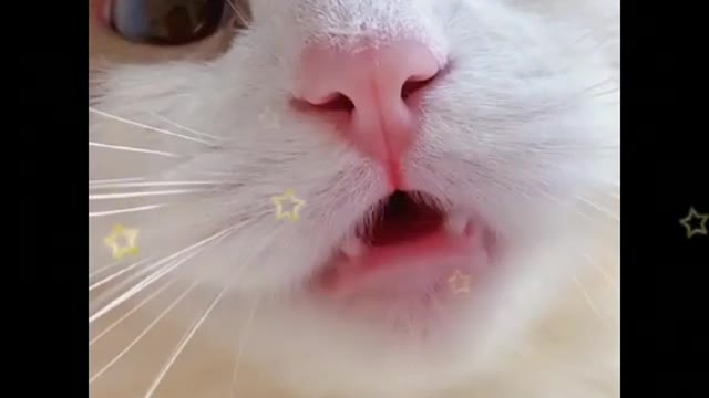 Funny cat video | cute kitty video | cute baby cat 😺