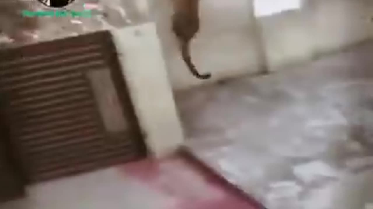 Leopard attacked human and dog
