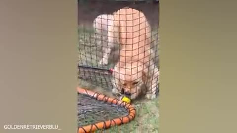 Sweet dog funny video