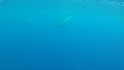 whales first underwater