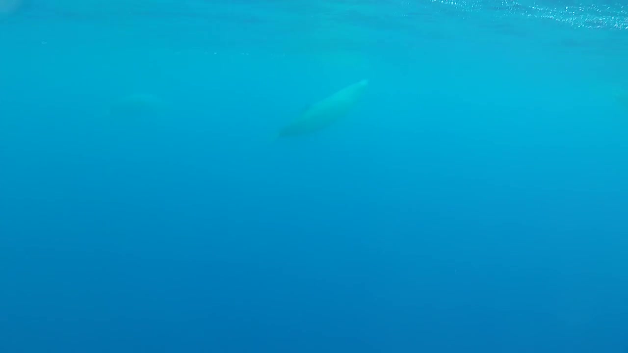 whales first underwater