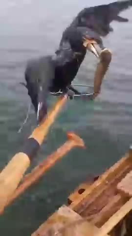 190 of the funniest video clips from Grltion TV