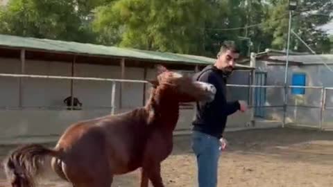 Horses make out with people