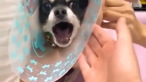 Dog funny video
