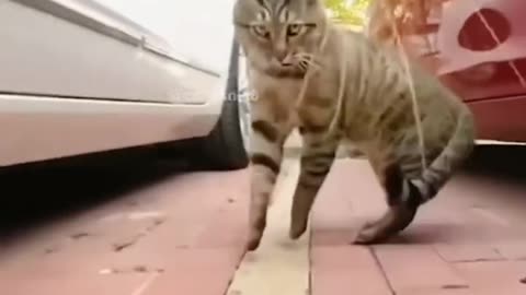 Funny cat fights and pets