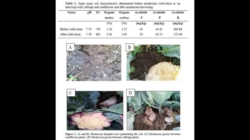 Alt-Tech 135 Mushroom and Cole Crop Intercropping