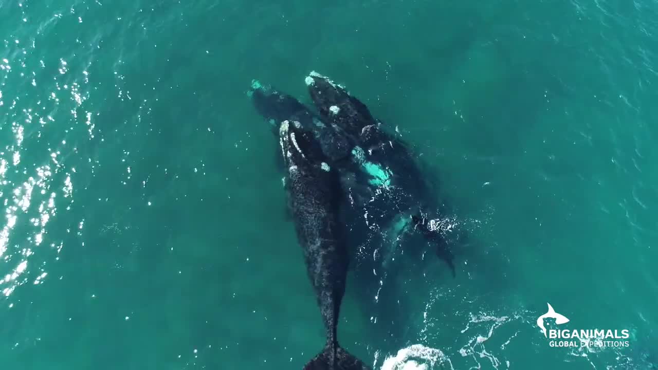 Remarkable Encounters with Southern Right Whales