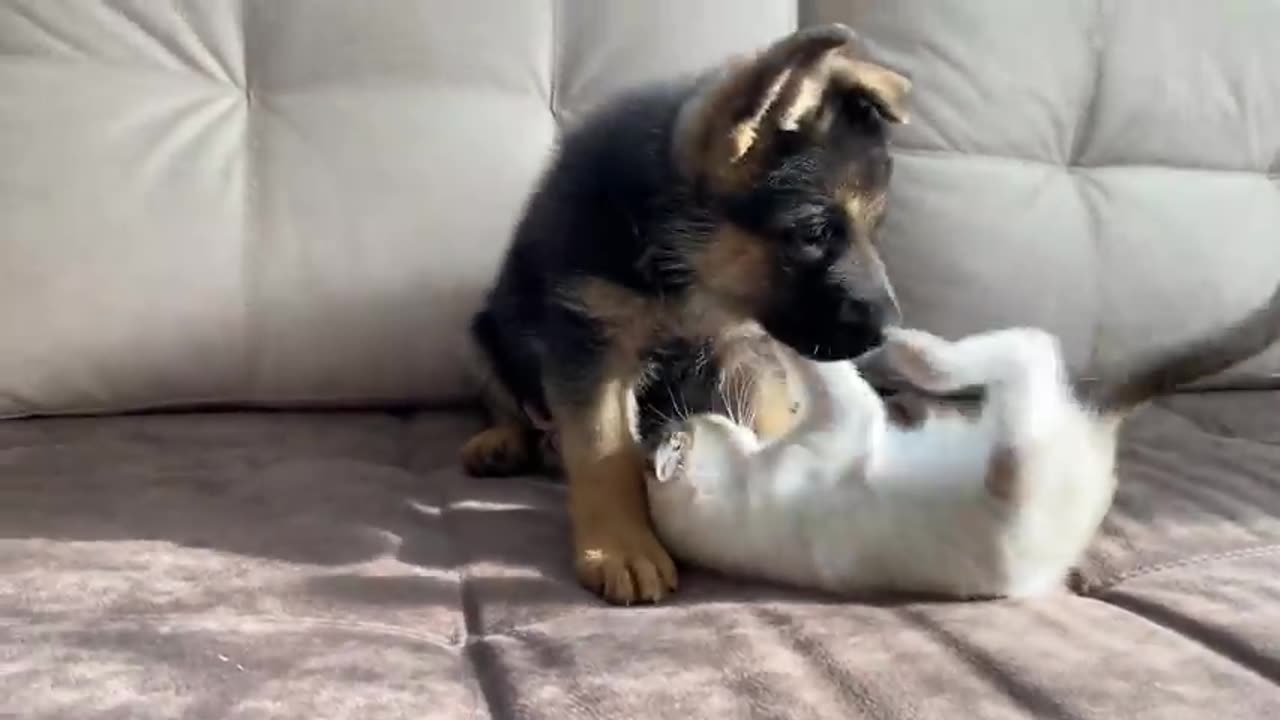 German Shepherd Puppy and Kitten Playing [TRY NOT TO LAUGH].